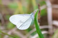 Leptidea sinapis