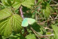 Callophrys rubi
