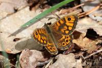 Lasiommata megera