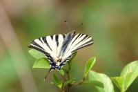 Iphiclides podalirius