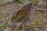 Lycaena tityrus