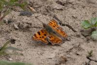 Polygonia c-album