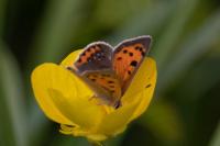 Lycaena phlaeas
