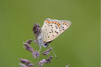 Lycaena tityrus