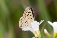 Lycaena tityrus