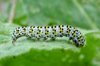 Cucullia verbasci