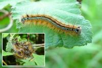 Malacosoma neustria