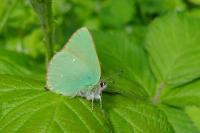 Callophrys rubi