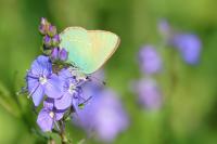 Callophrys rubi