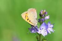 Lycaena phlaeas