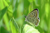Lycaena tityrus