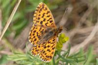 Boloria dia