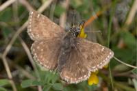 Erynnis tages
