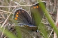 Polyommatus icarus