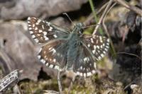 Pyrgus malvae