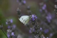 Pieris rapae