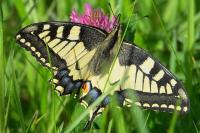 Papilio machaon