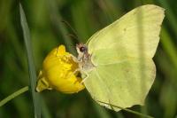 Gonepteryx rhamni