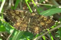 Ematurga atomaria
