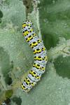 Cucullia verbasci