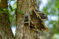 Saturnia pyri
