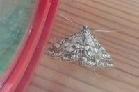 Elophila nymphaeata