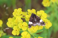 Tyta luctuosa