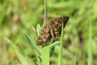 Ematurga atomaria