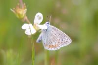 Polyommatus icarus