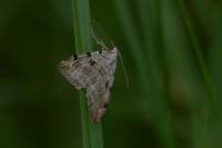 Aplocera plagiata