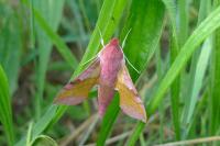 Deilephila porcellus