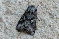 Apamea monoglypha
