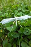 Pterophorus pentadactylus