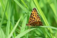 Boloria selene