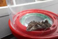 Autographa gamma