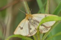 Diacrisia sannio