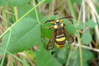 Sesia apiformis