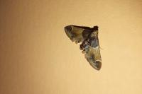 Pyralis farinalis