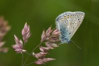 Polyommatus icarus
