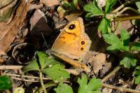 Lasiommata maera