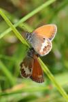 Coenonympha arcania