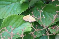 Camptogramma bilineata