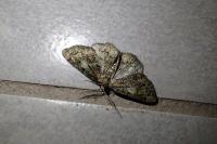 Cleorodes lichenaria