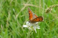 Lycaena phlaeas