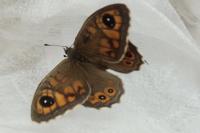 Lasiommata maera