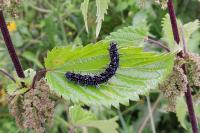 Aglais io
