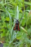 Pyropteron chrysidiforme