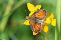 Thymelicus sylvestris