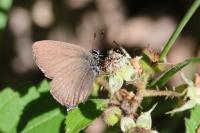Satyrium ilicis