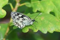 Melanargia galathea